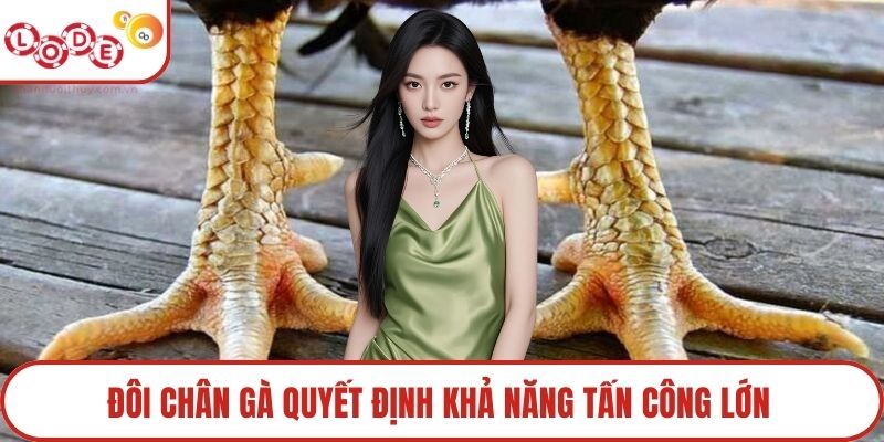 Đôi chân gà quyết định khả năng tấn công lớn